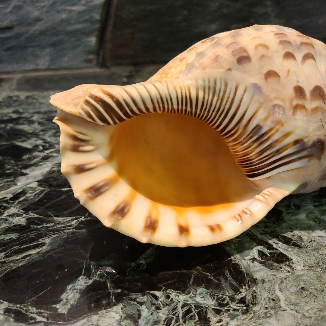 法螺貝　ホラ貝　25cm
