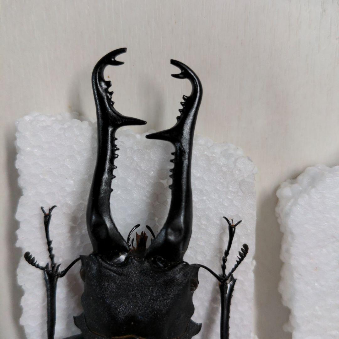 クワガタ、カブト虫標本セット