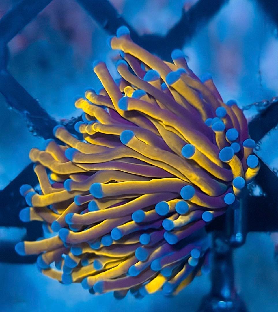 ハナサンゴ　LPS サンゴ　24k ゴールドトーチ