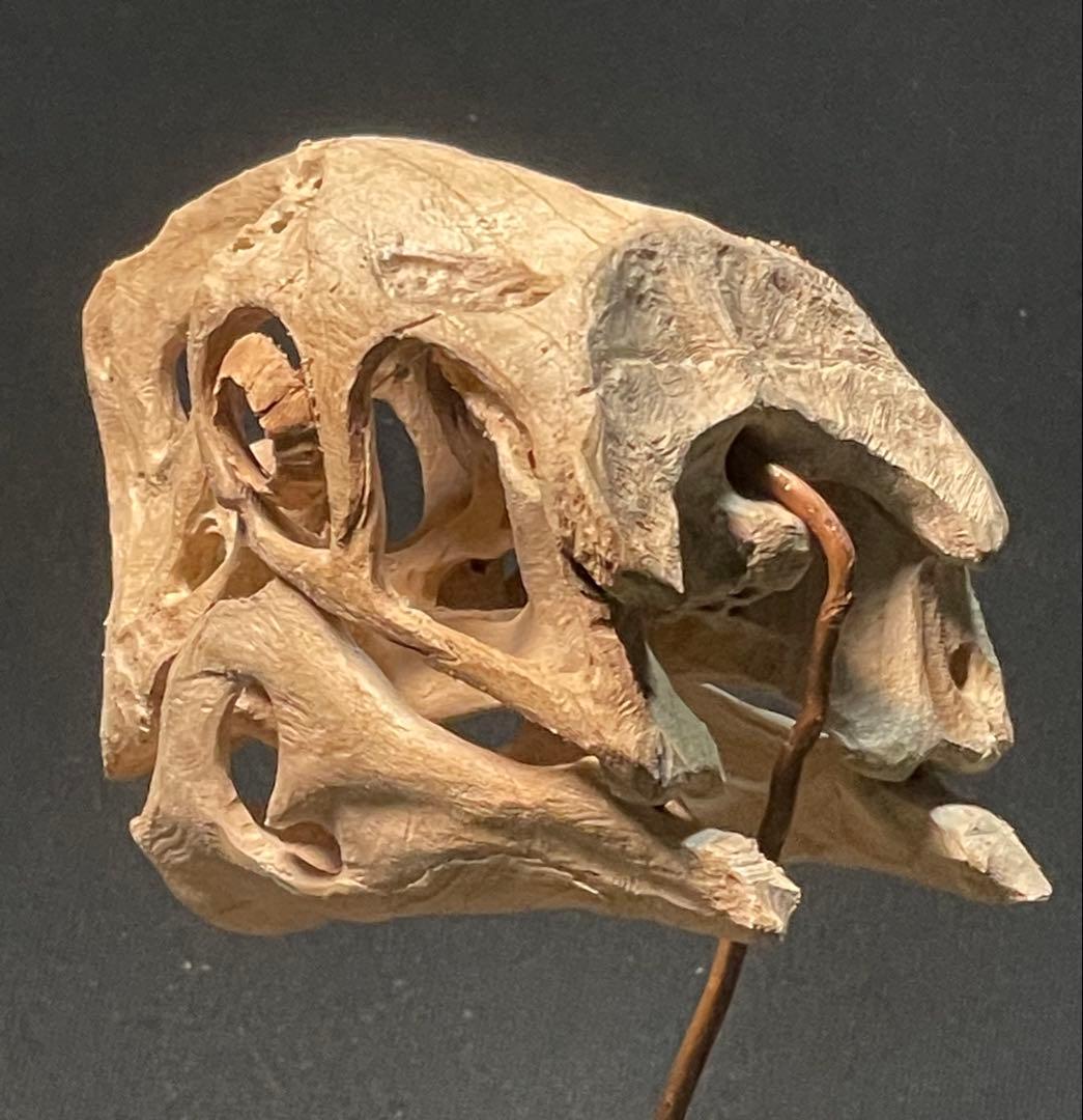 木彫　恐竜　Oviraptor（Citipati)　頭骨模型 7cm