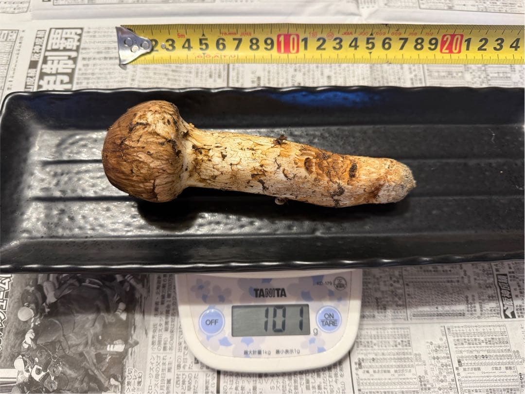 松茸　北海道　500g 訳あり　送料込　国産　①