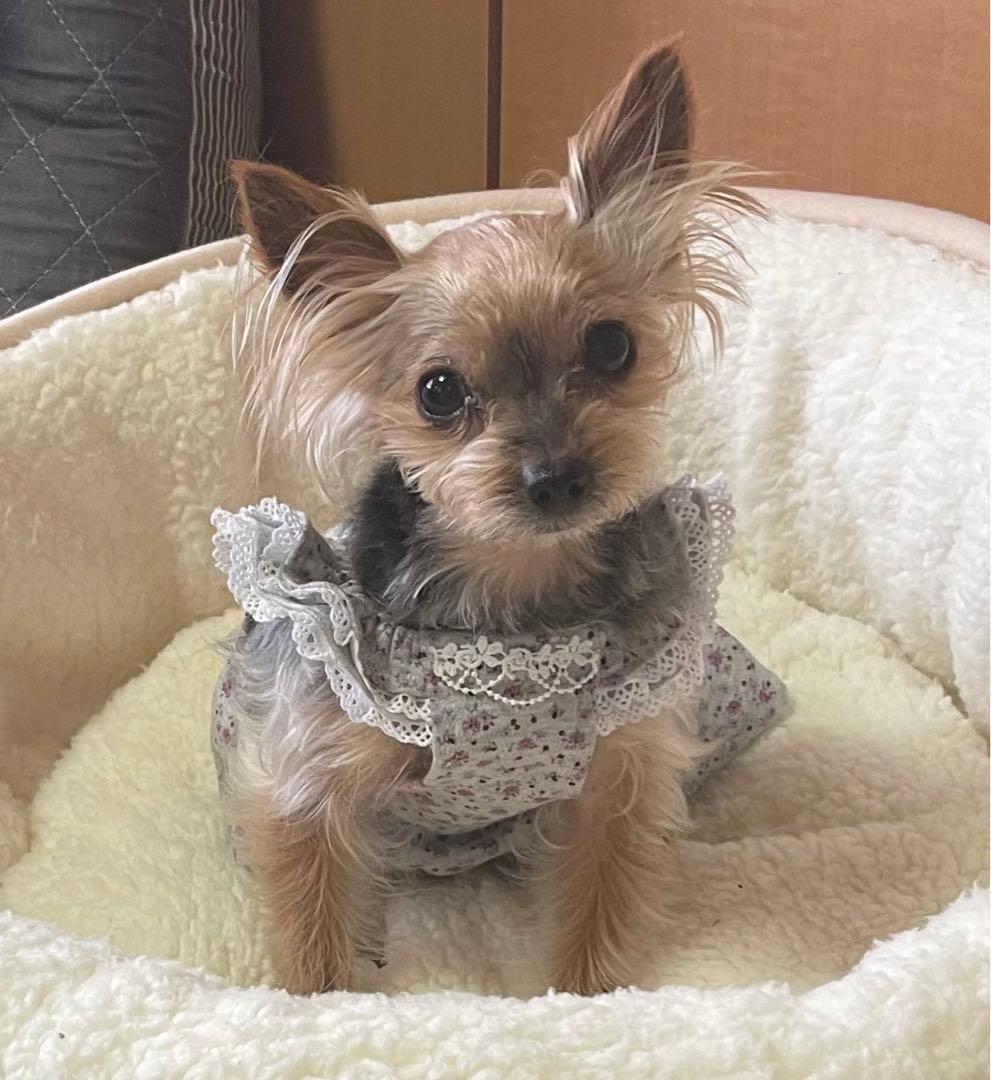 ハンドメイド犬服　小花柄ニットのヒラヒラお袖キャミワンピ　お袖2段レース付