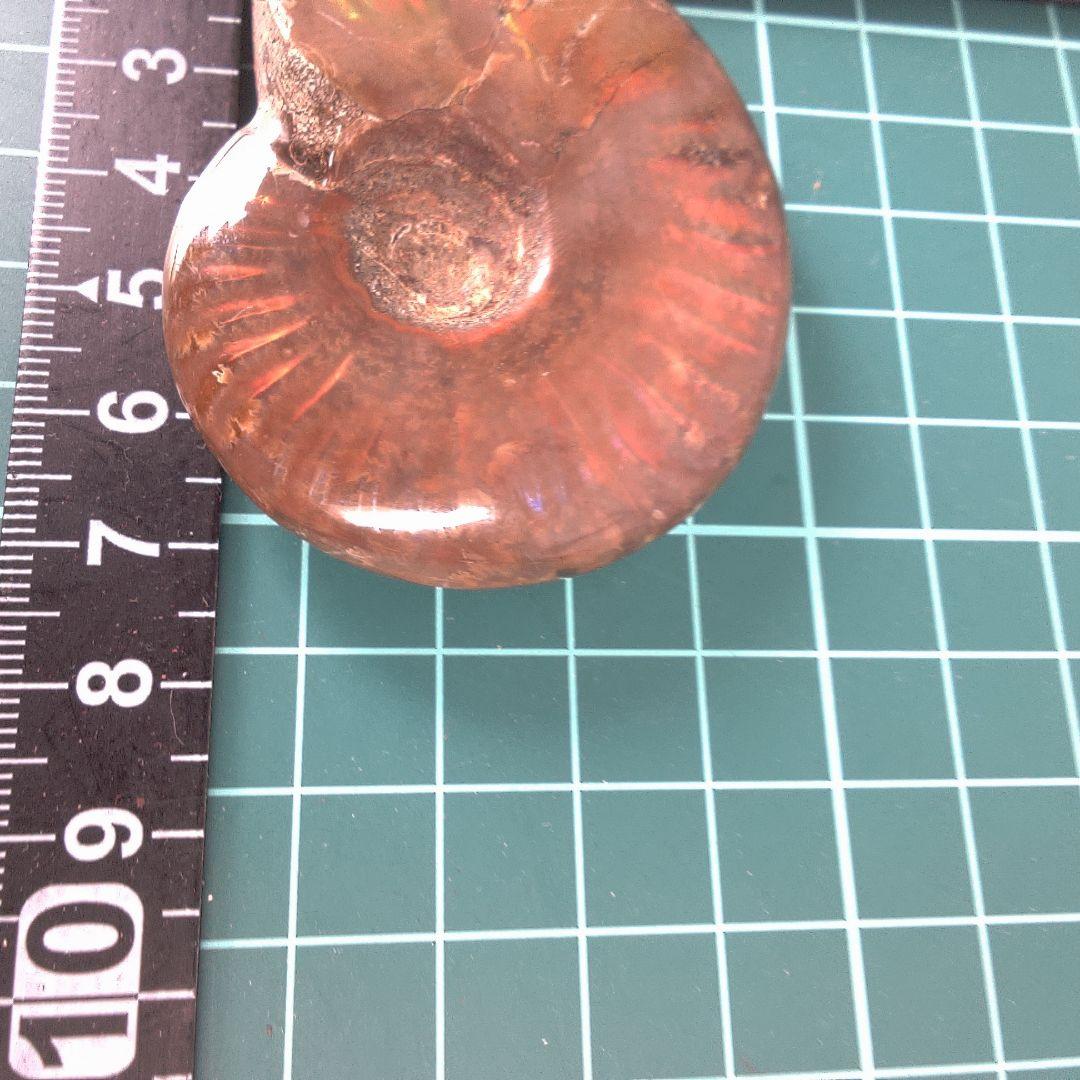 小物１ アンモナイト化石 赤褐色