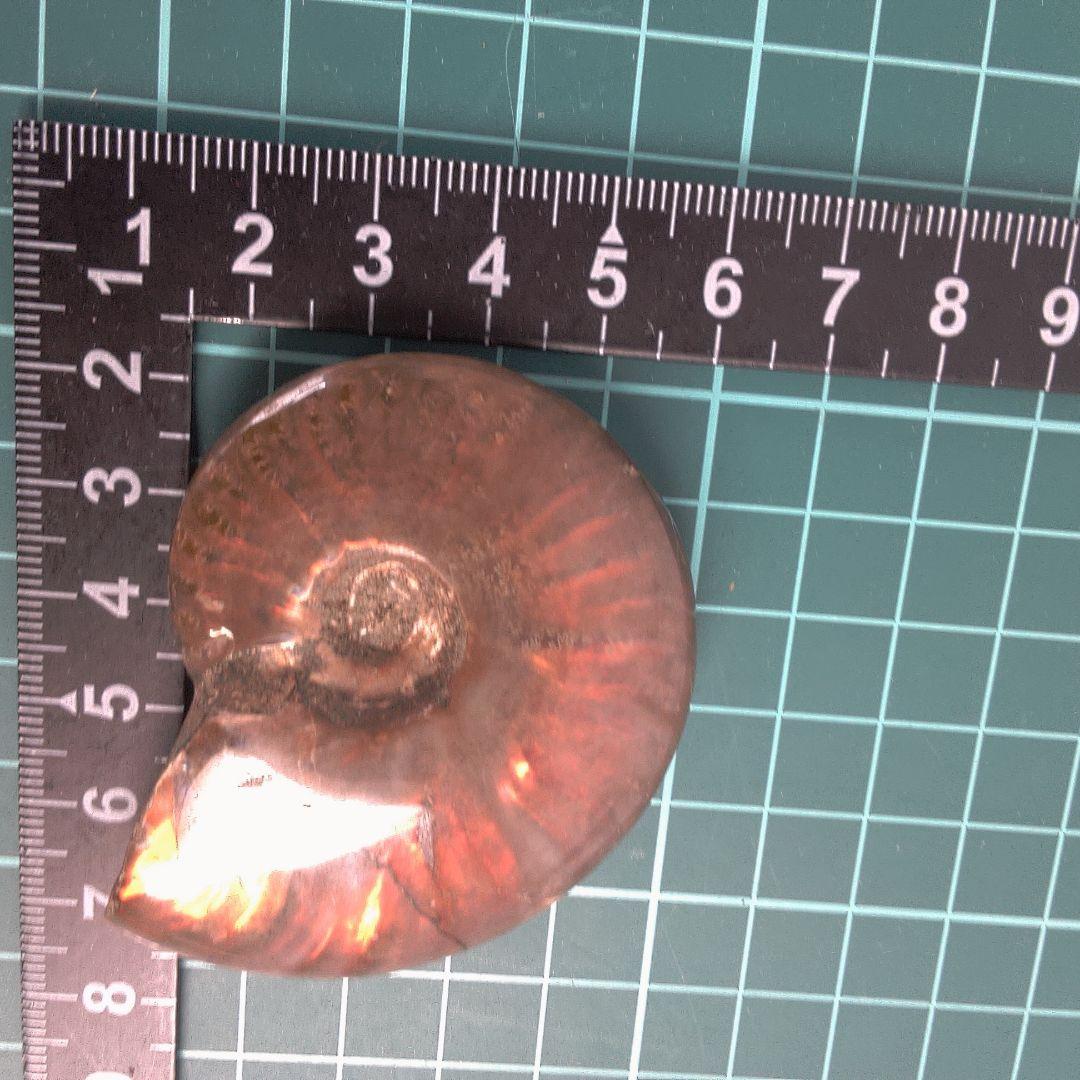 小物１ アンモナイト化石 赤褐色