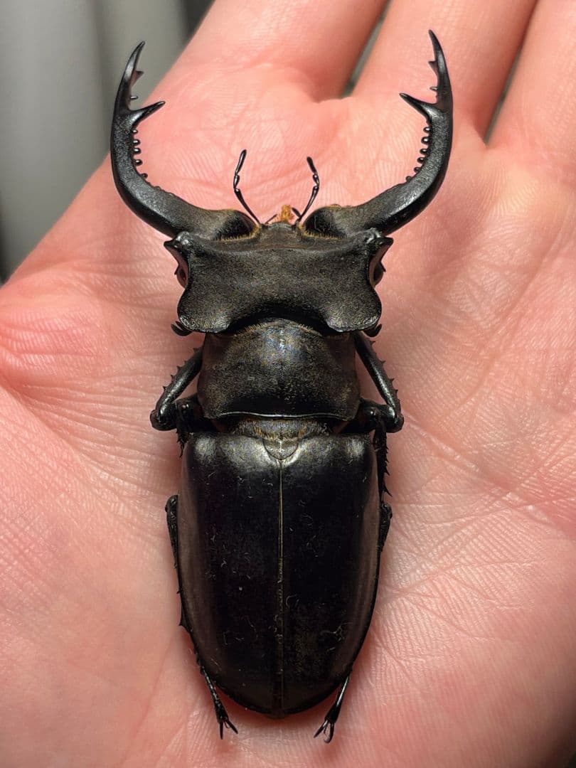 【顎比率最大種】カンターミヤマクワガタ 76mm♂ 昆虫標本 標本