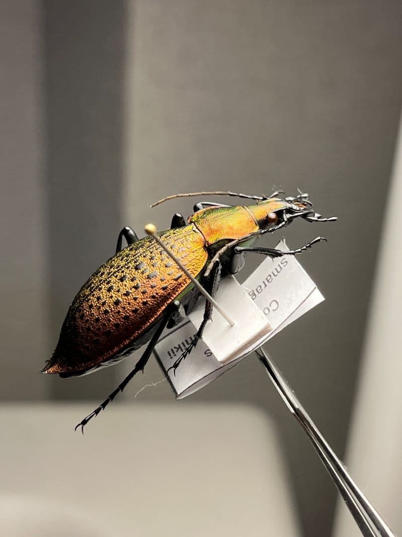 【極美個体】チョウセンカブリモドキ オサムシ標本 オサムシ マイマイカブリ