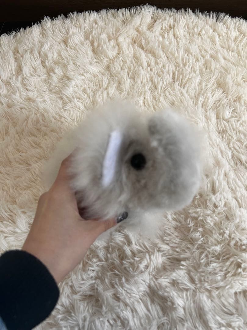 ❣️新商品❣️ベビーアルパカ 100％ 象 ぞう ぞうさん ぬいぐるみ アルパカ