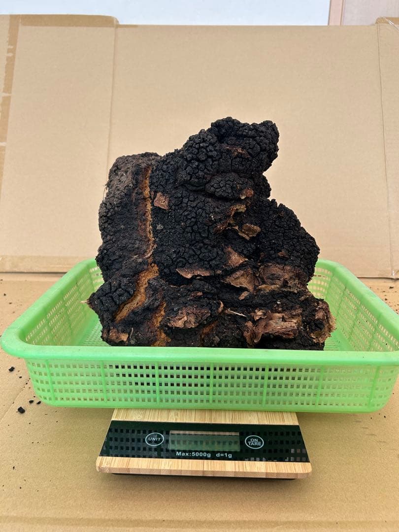 【北海道産】カバノアナタケ2キロ