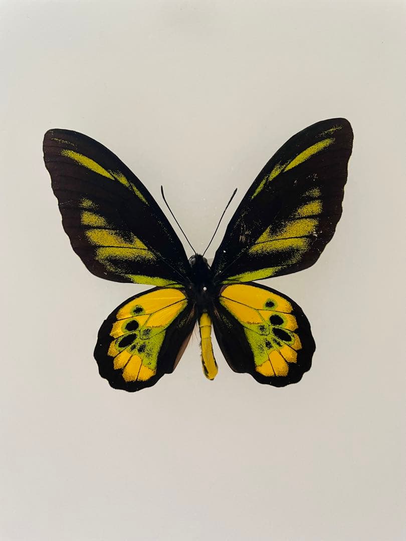 【ペア】ロスチャイルドトリバネアゲハ（インドネシア産）