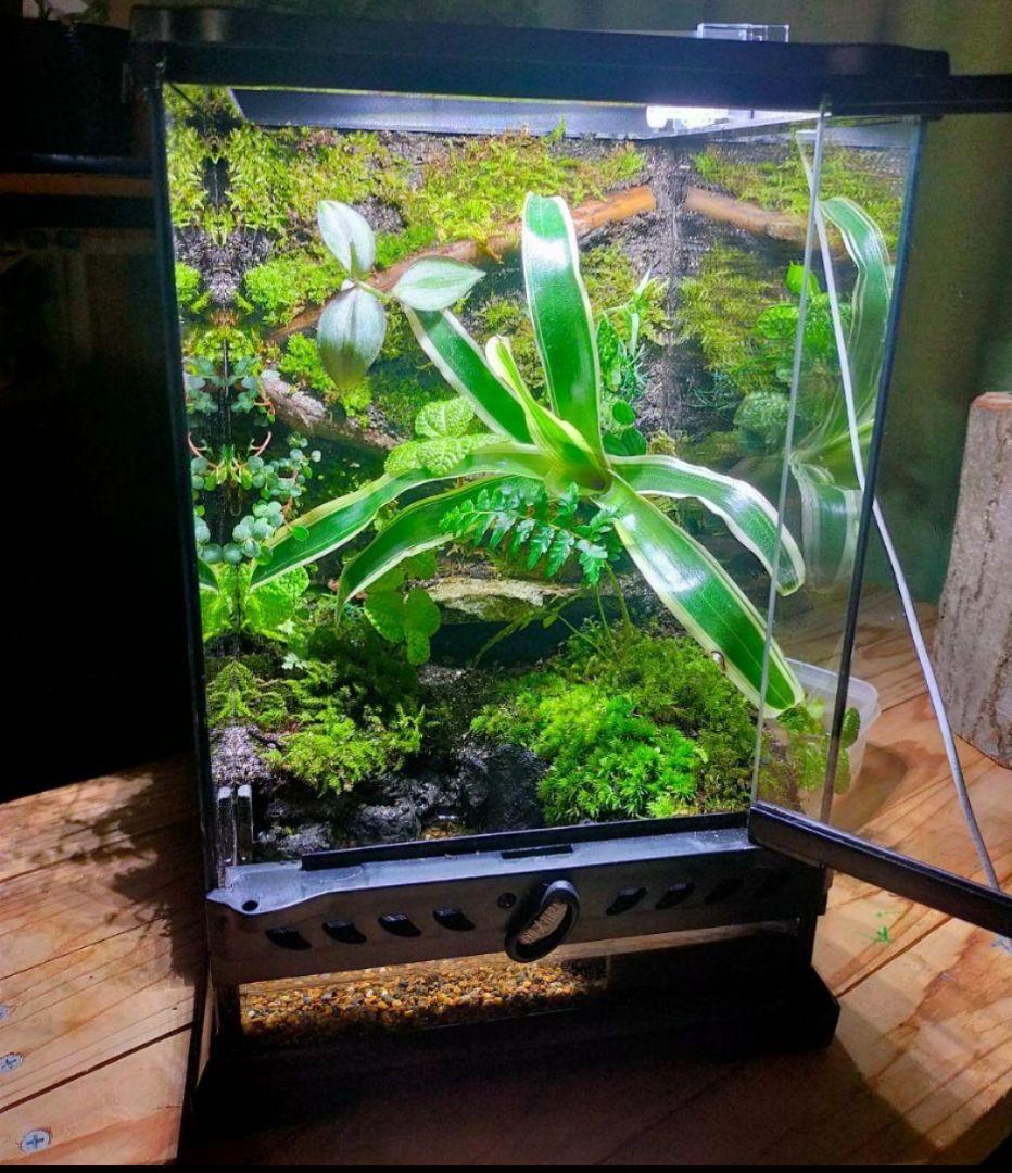 隠れ家付き、苔テラリウム飼育ケージ、グラステラリウムナノ