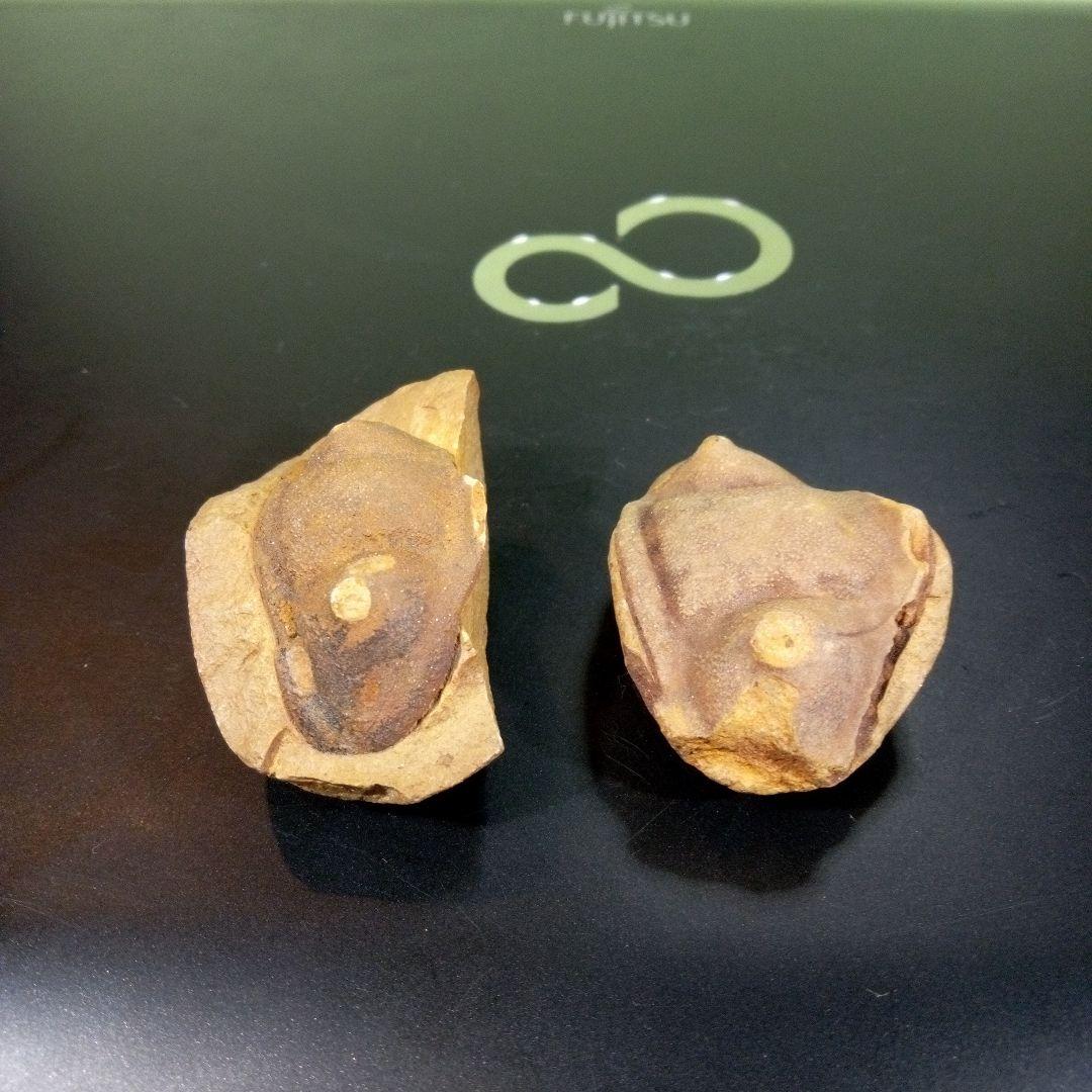 三葉虫　化石　fossil　ボリビア産　レア　Fossil識別⑤　２個セット