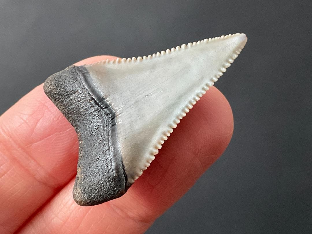 ホホジロザメの歯 [GR229] 化石 希少 レア