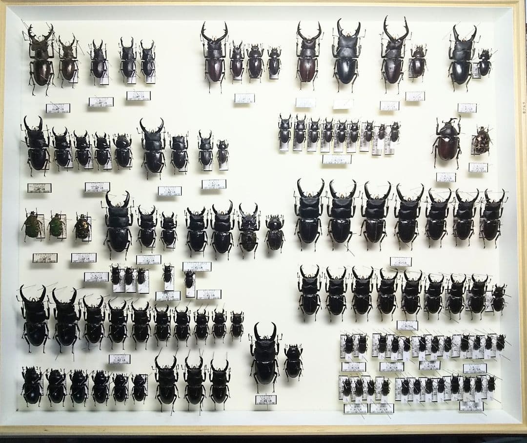 村山輝記採集・製作　クワガタ調査標本No.192（流出品）