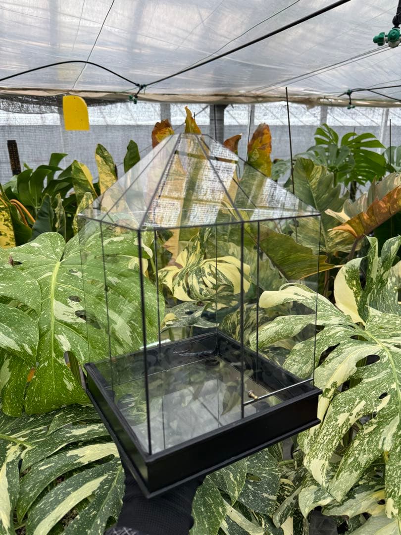 手作りガラス温室風テラリウムケース