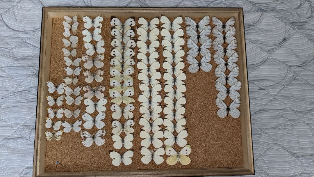 北海道産　シロチョウ科　セット