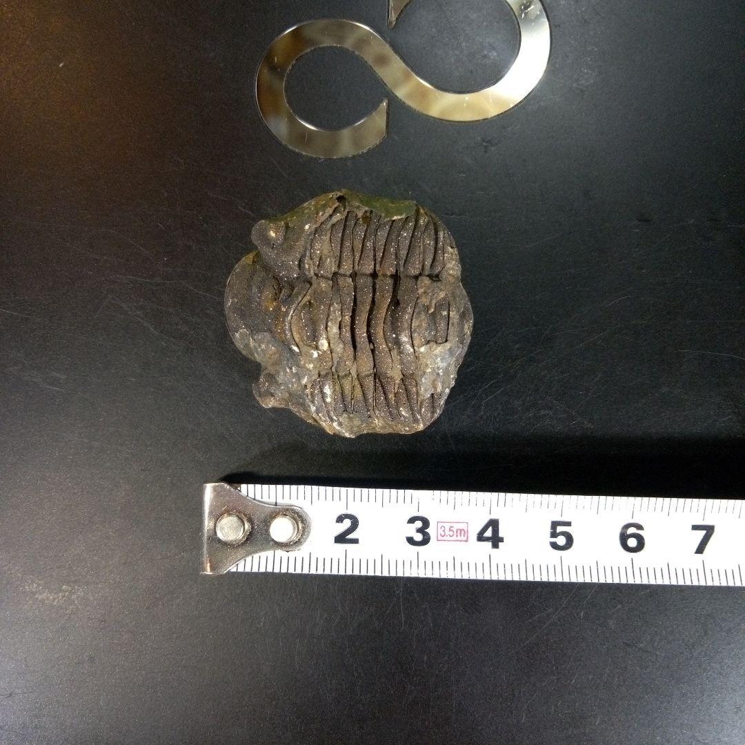 三葉虫　化石　ボリビア産　南アメリカ　trilobite　南米産fossil⑤