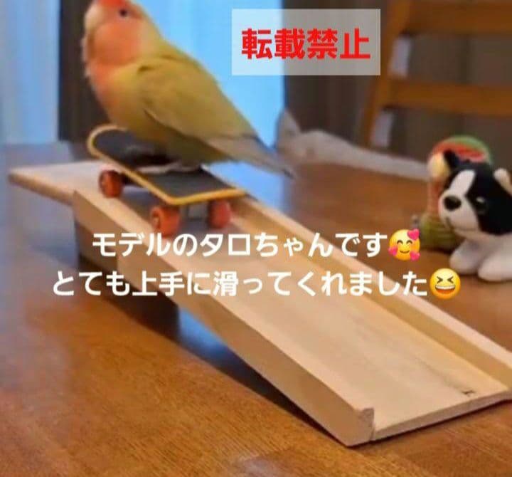 17⭐　滑り台大サイズ‼　 バードトイ　インコ