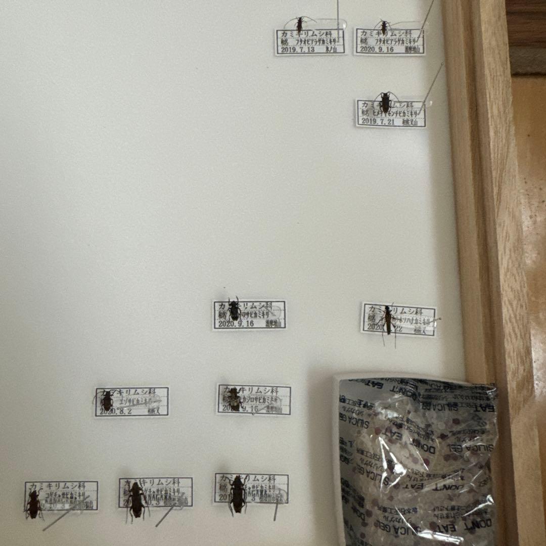 カミキリムシ標本❌2