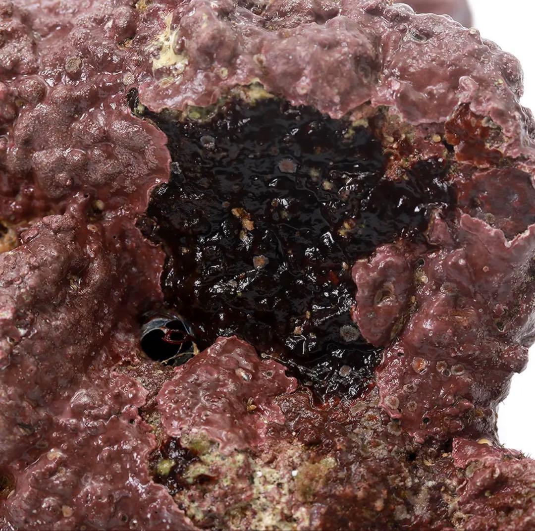 ライブロック EXSグレード レッドロック 30cm水槽用形状はコメントで要相談