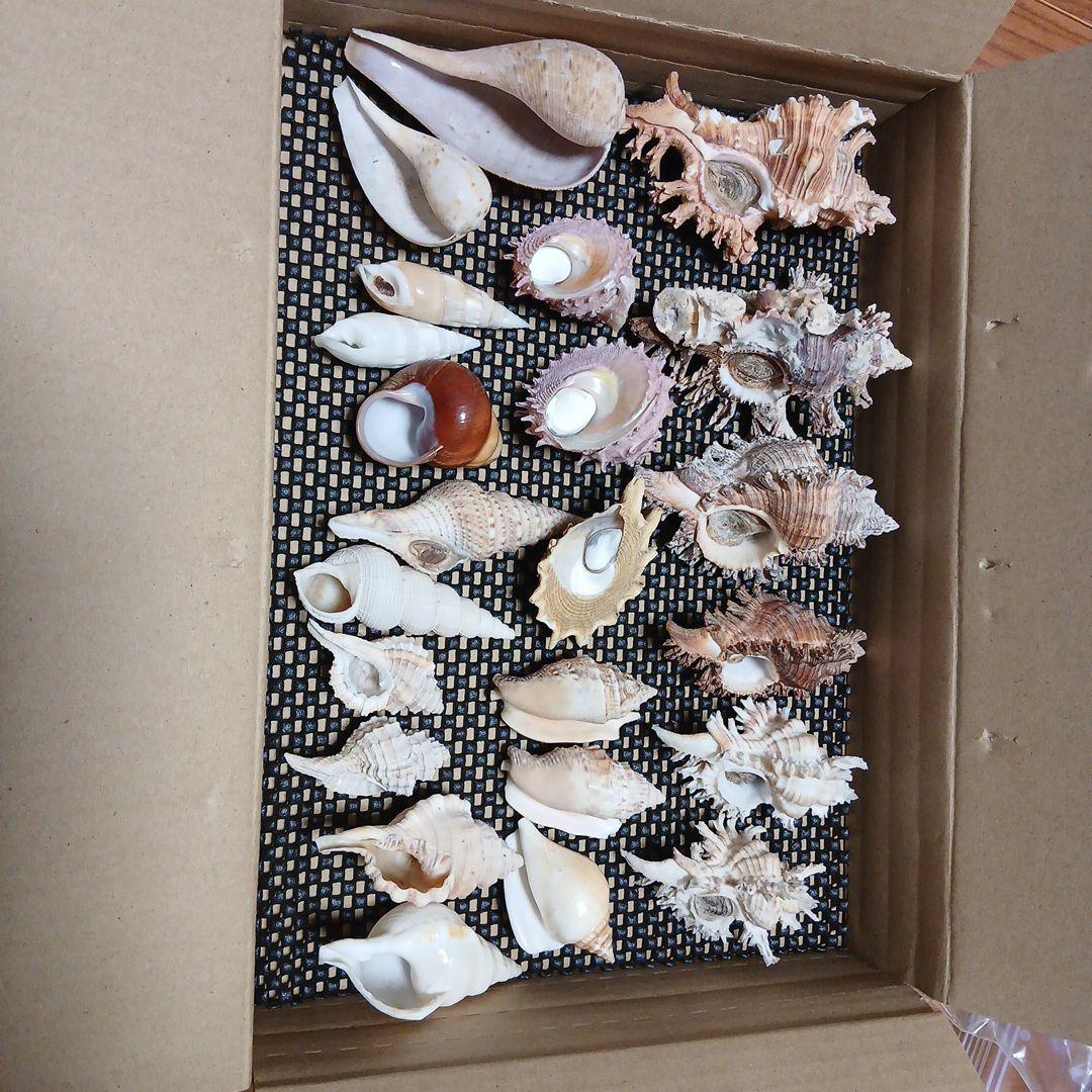 貝殻まとめ売り