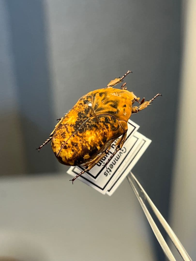 【マグマ】タイヨウアヤヒシムネハナムグリ 標本 カナブン プラチナコガネタマムシ