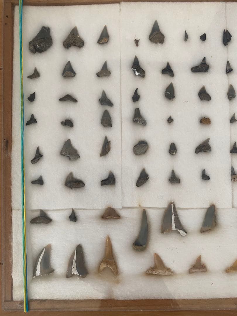 サメの歯　化石　本物