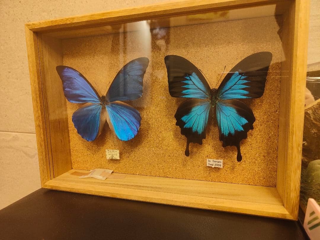 やべべ様 リクエスト 2点 まとめ商品 モルフォ蝶とクワガタの標本セット