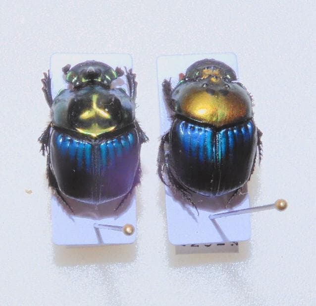 ブラジル産デジアーニニジダイコクコガネ ペア