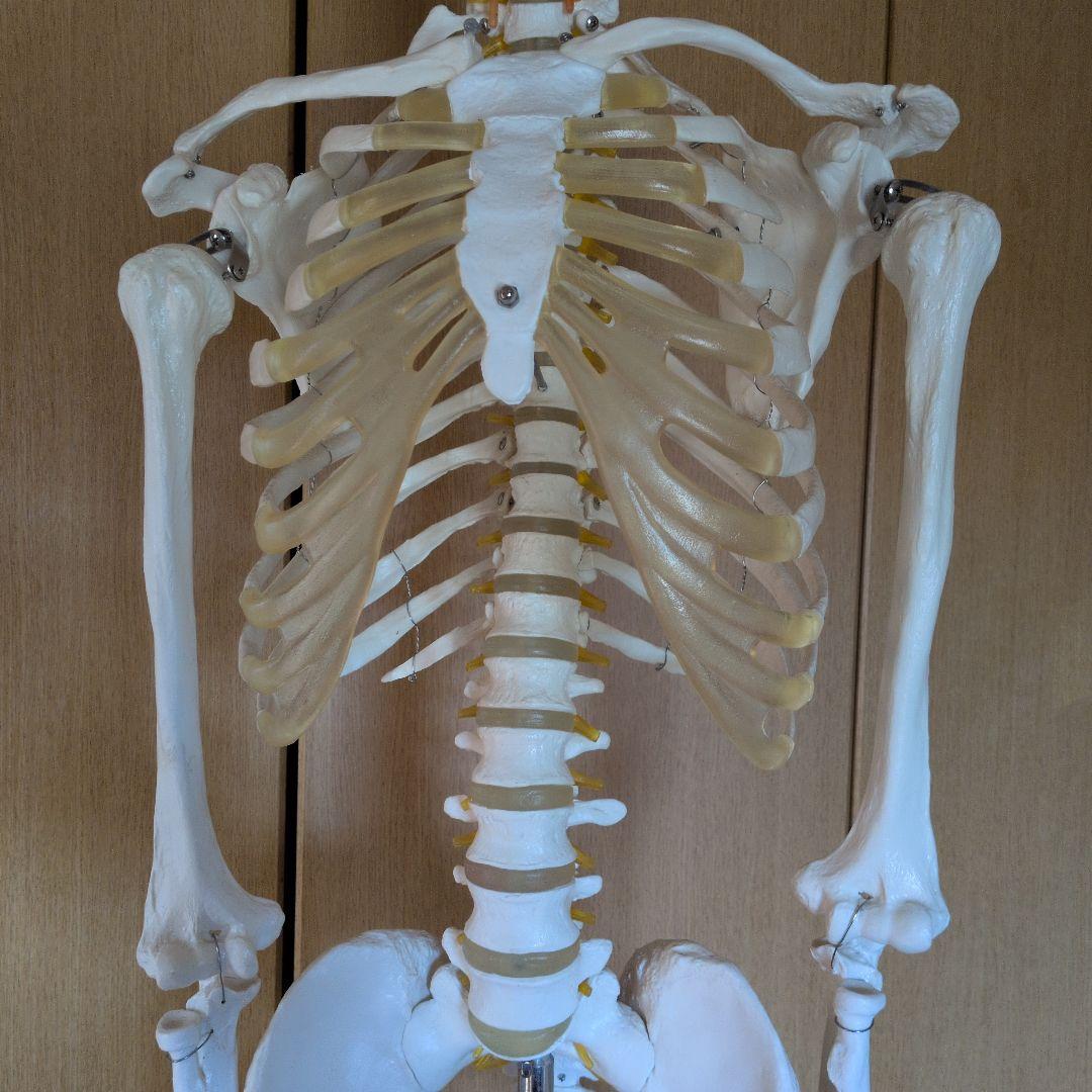 等身大人体骨格模型　 ハロウィン装飾　ドッキリなどにどうぞ！