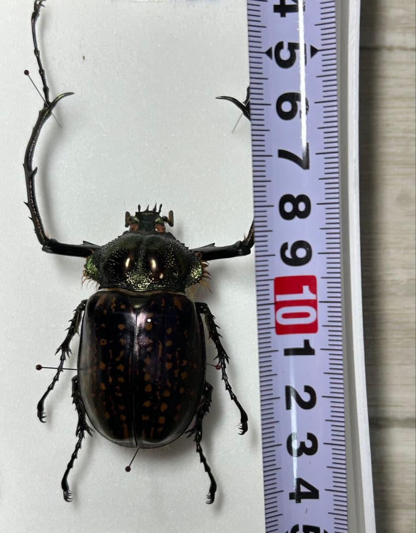 バターレルテナガコガネ　オス　標本