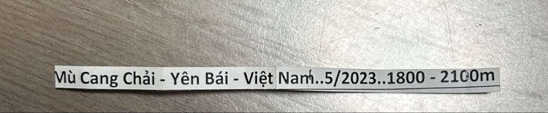 バターレルテナガコガネ　オス　標本