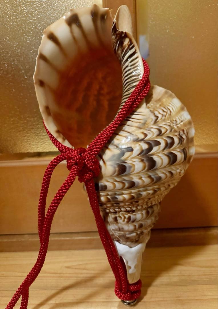 特大41.5㎝修験道法螺貝　山伏　密教　魔除け　赤紐付き　ほら貝