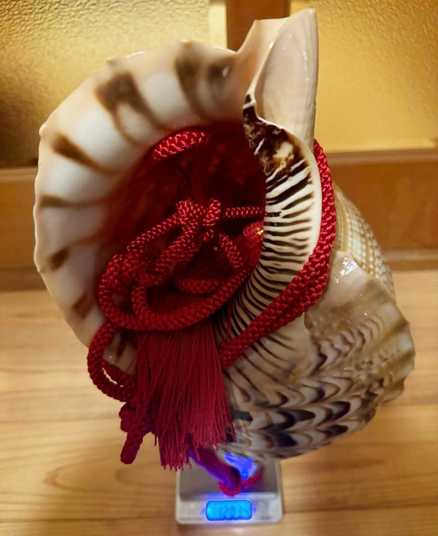 特大41.5㎝修験道法螺貝　山伏　密教　魔除け　赤紐付き　ほら貝