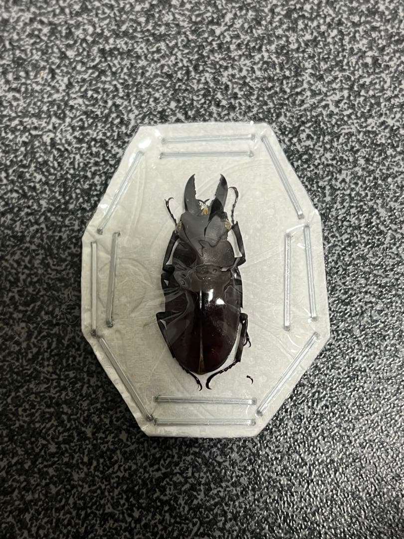 ヌエクワガタ 26㎜　標本