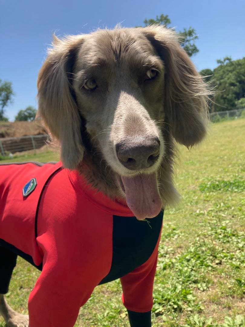 lihn0629,ALPHAICONダブルフルドックガードXL