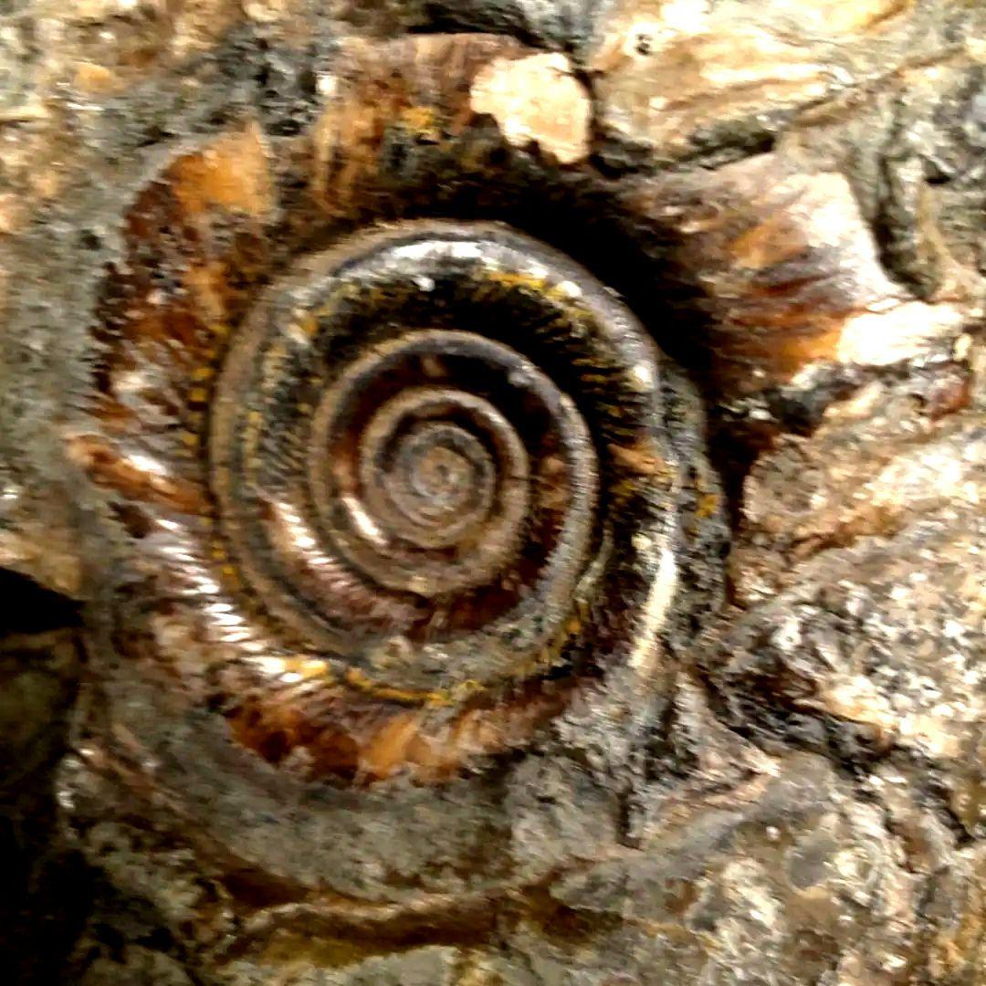 ⭐️ アンモナイトの塊 M-A