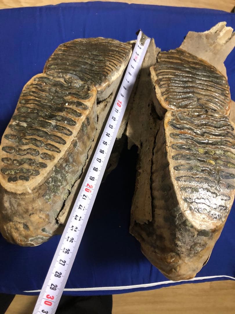 マンモス化石　博物館級　upper molar with M2