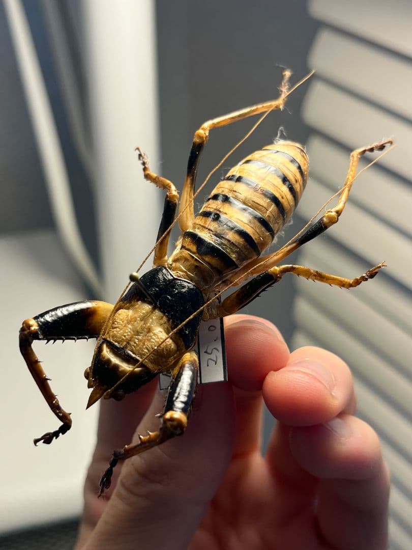 【巨大♂】ロブスターキリギリス マッチョキリギリス コロギス リオック標本