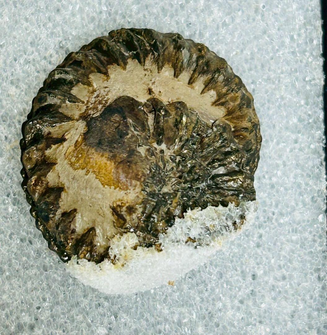 アンモン貝の化石　ドイツ　ニュルンベルク ジュラ紀　【11101m】