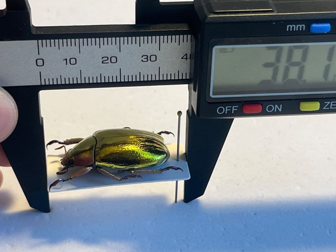【27mm】アウリガンスプラチナコガネ 金色型 カナブン ウグイスコガネ 標本