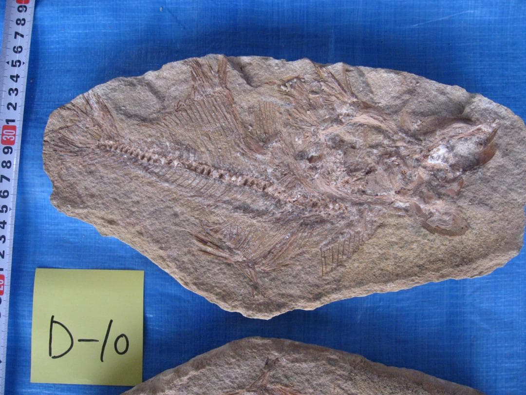 化石　B-16　D-10　D-11