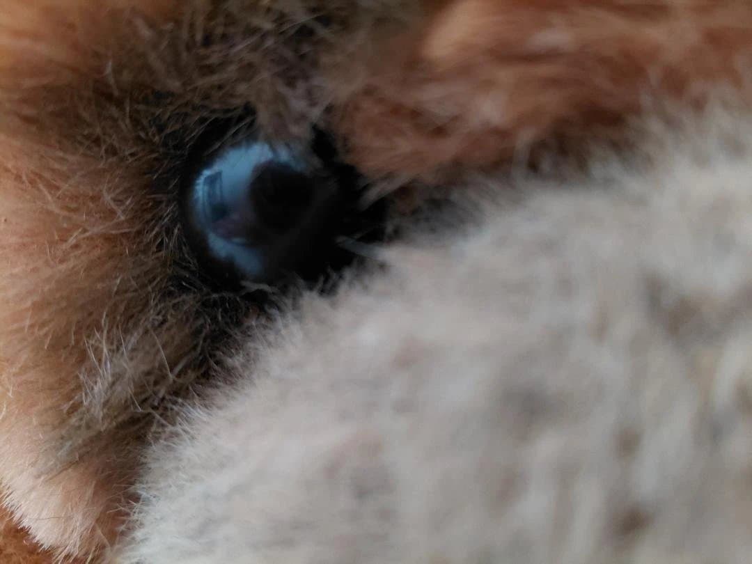 【三英】昭和 レトロ 特大 チャウチャウ ぬいぐるみ茶色の犬