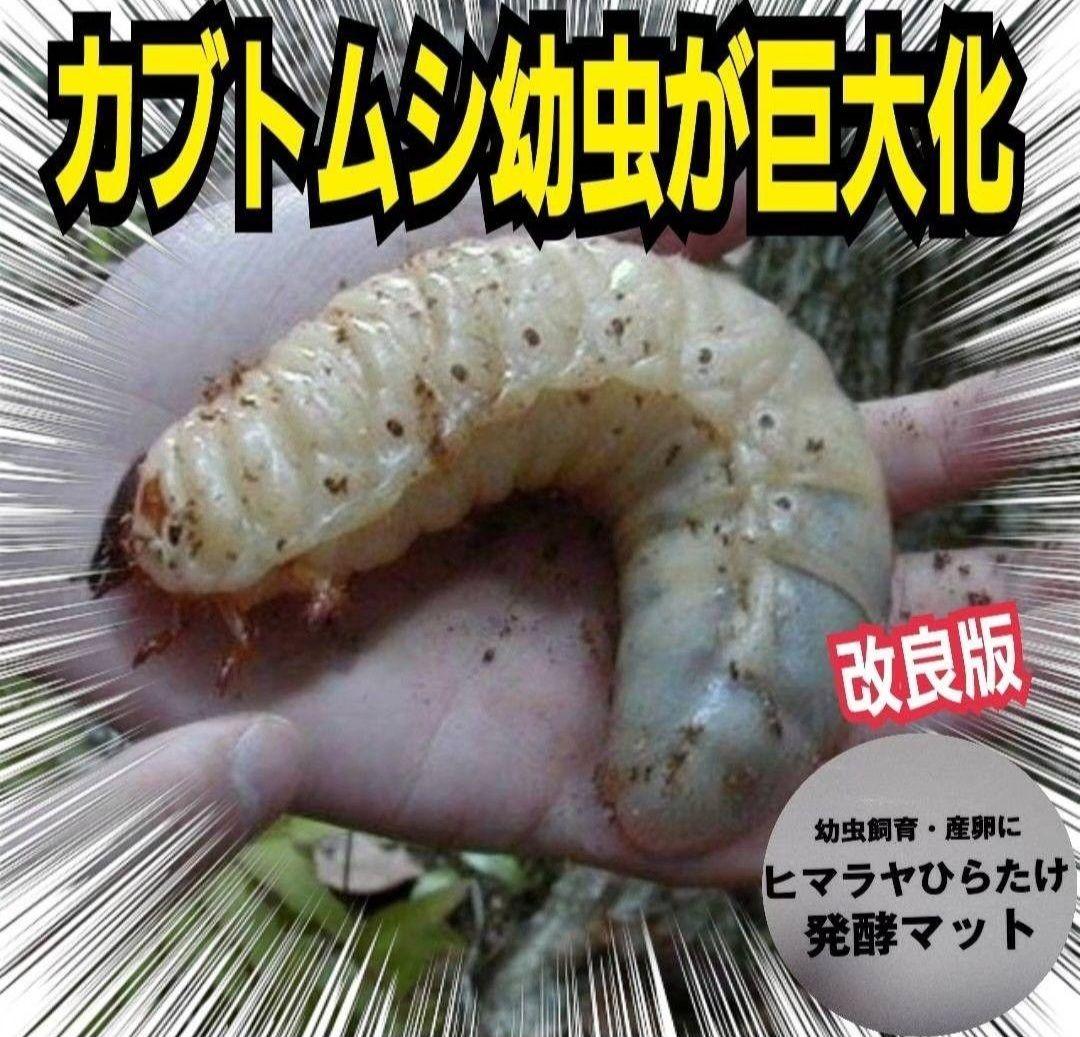 60リットル　ヒマラヤひらたけ発酵カブトムシマット　幼虫がビックサイズになります