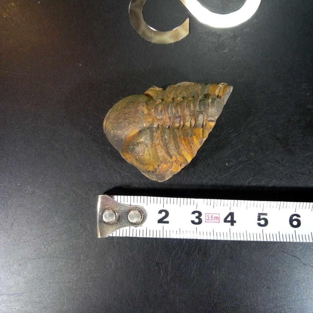 三葉虫　化石　fossil　ボリビア産　trilobite　三葉虫判別⑦