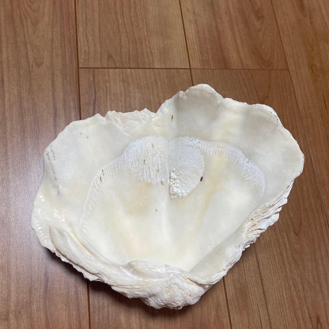 天然貝殻 波状 白  しゃこがい　宮古島　1990年代 大きめ　貝殻　貝　シェル