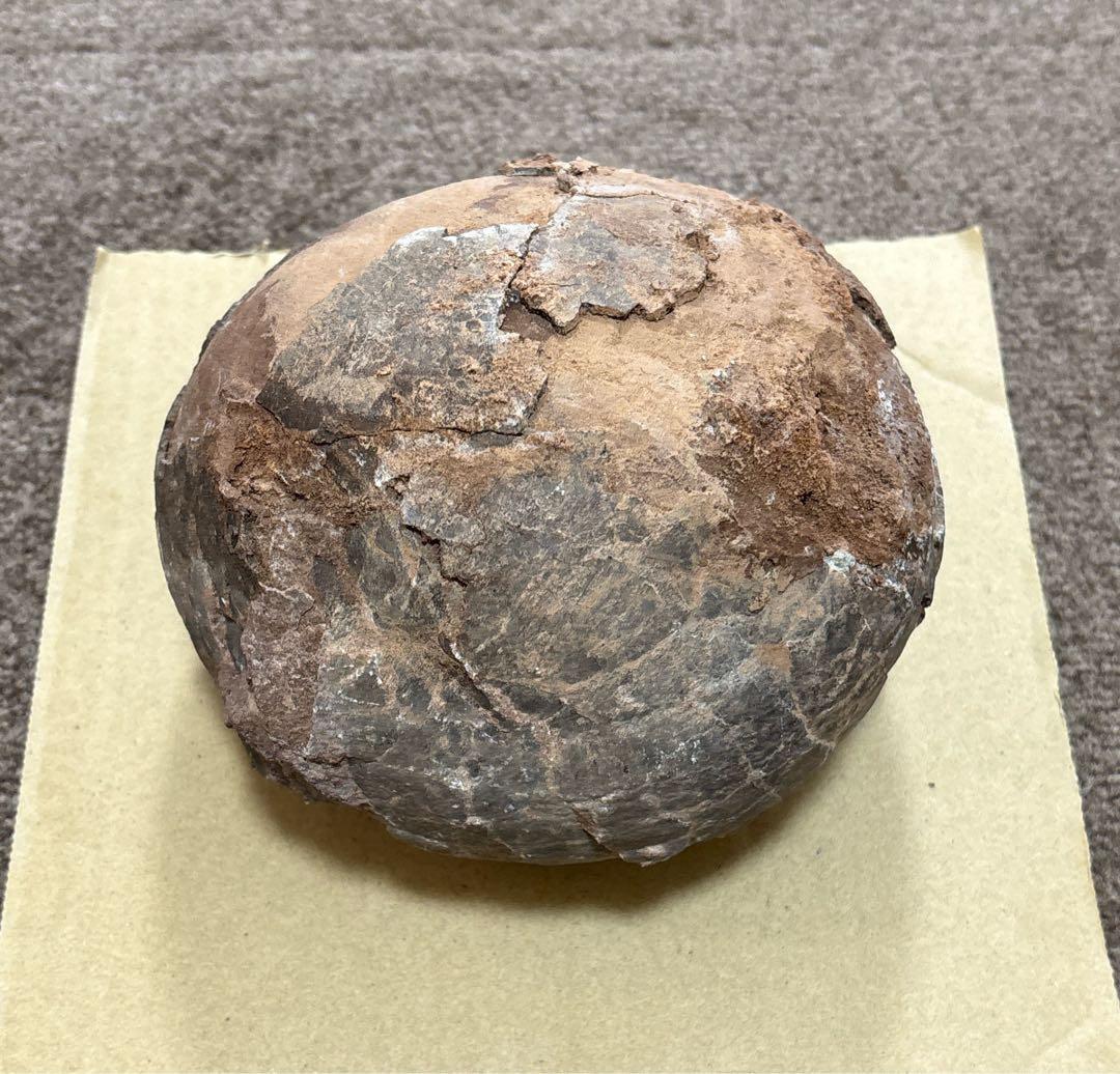 化石 恐竜 卵 ハドロサウルス 推定