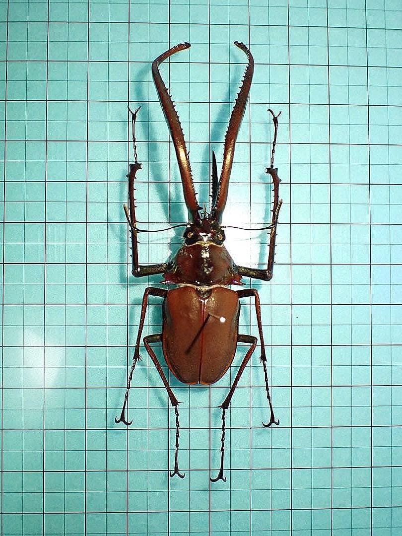 【標本】コガシラクワガタ　ペア　78.8ミリ　41.7ミリ　チリ産　野外品