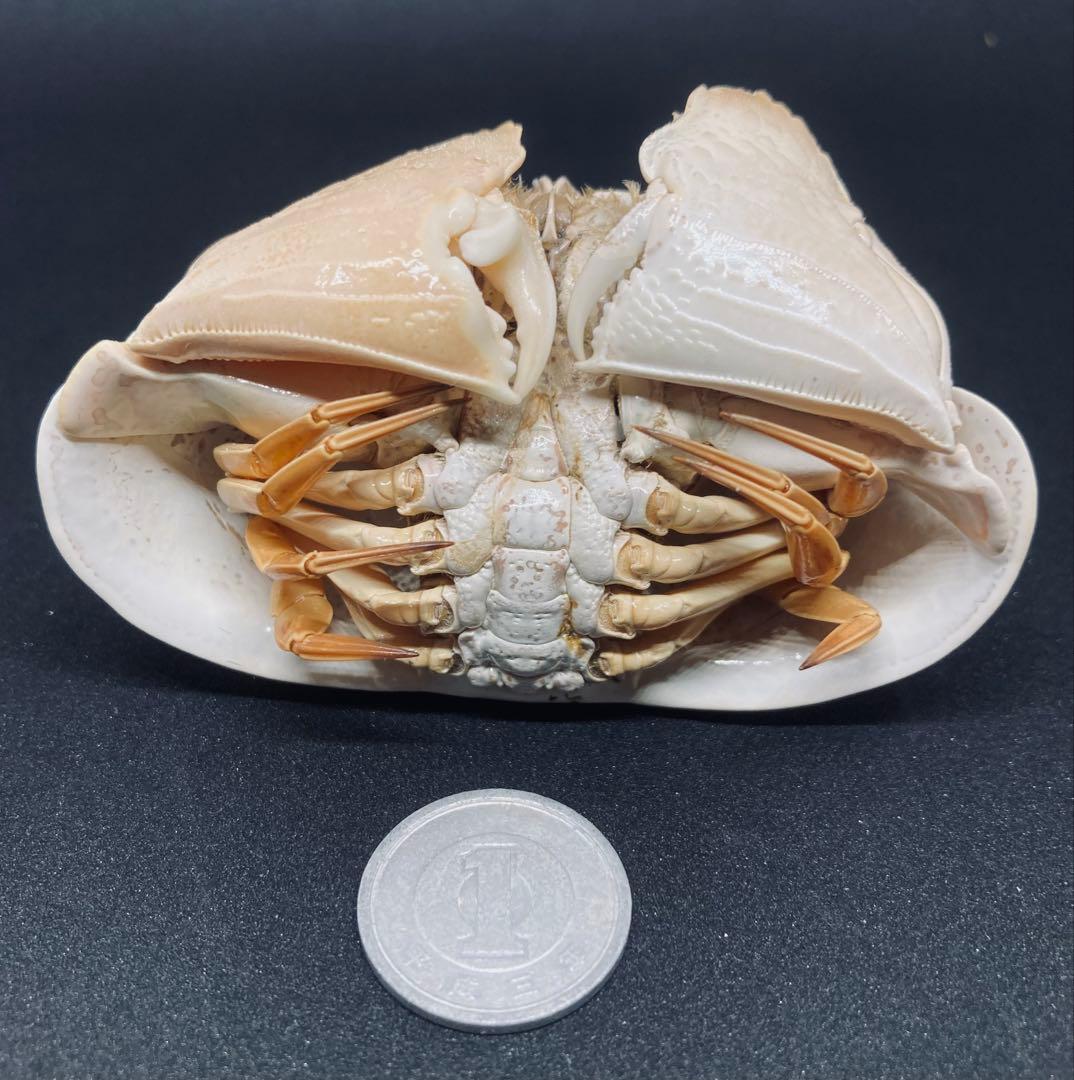 マルソデカラッパ 乾燥標本　カラッパ　カニ 標本