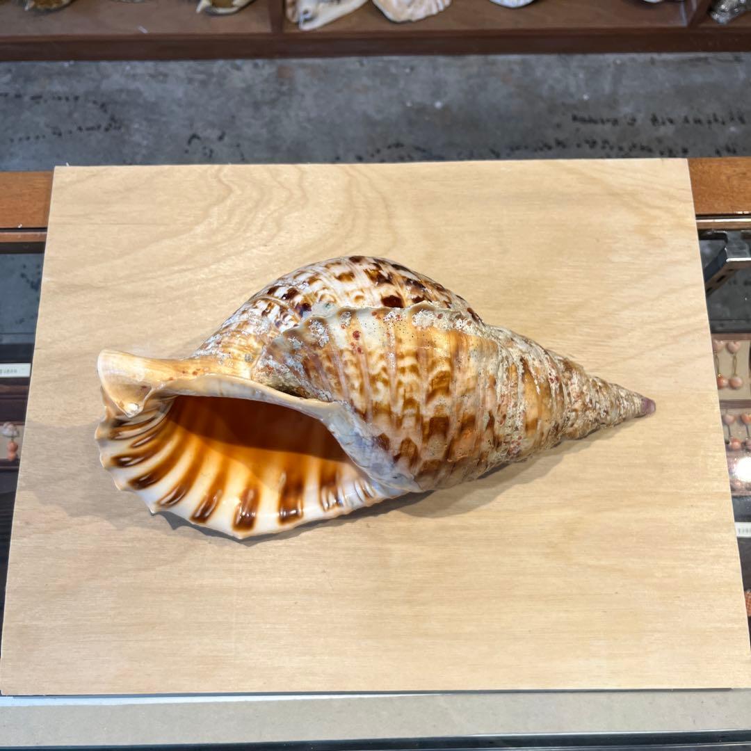 激レア　長崎県産　法螺貝　ホラガイ　1.28kg