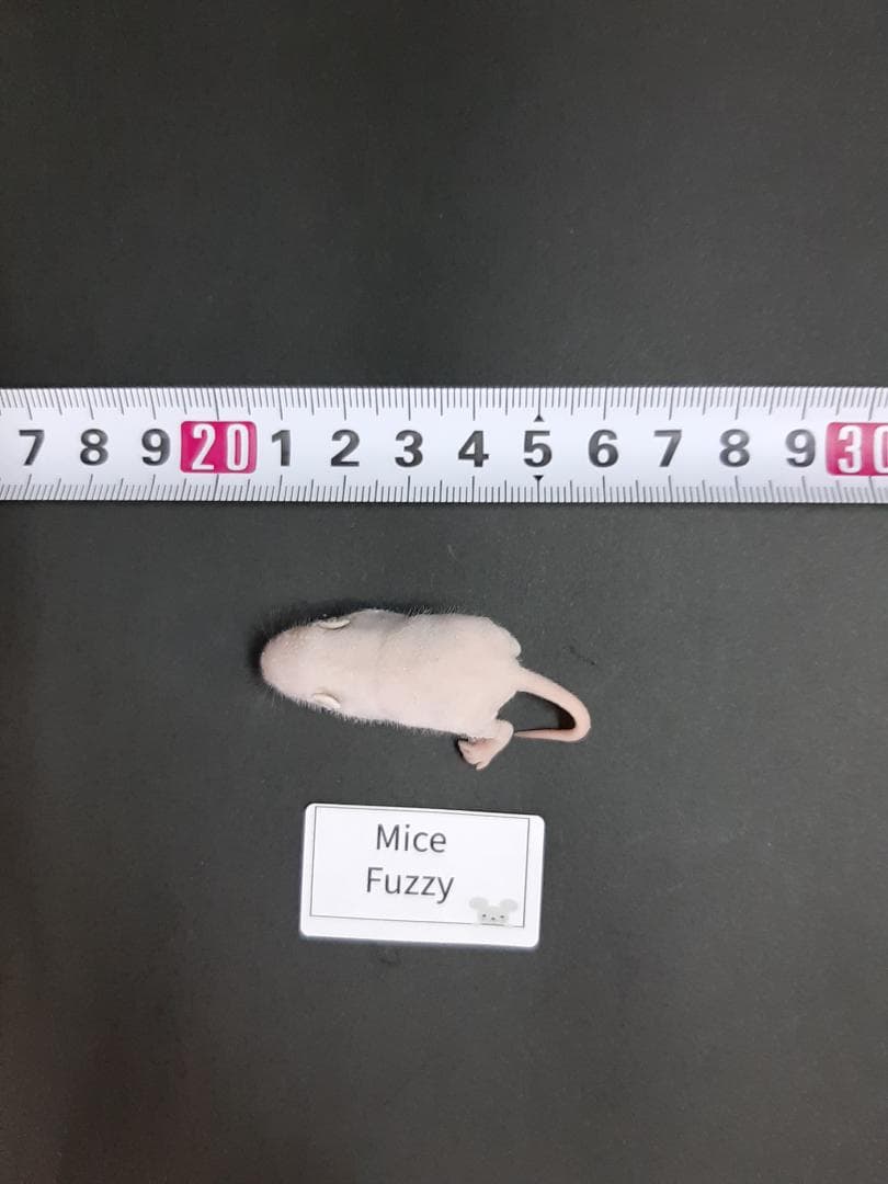 国産 冷凍マウス ファジー 100匹 (一部地域発送不可)